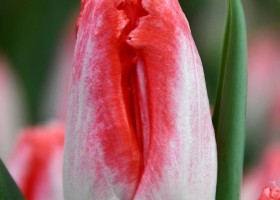 Tulipa Sweet Simone ® (3)